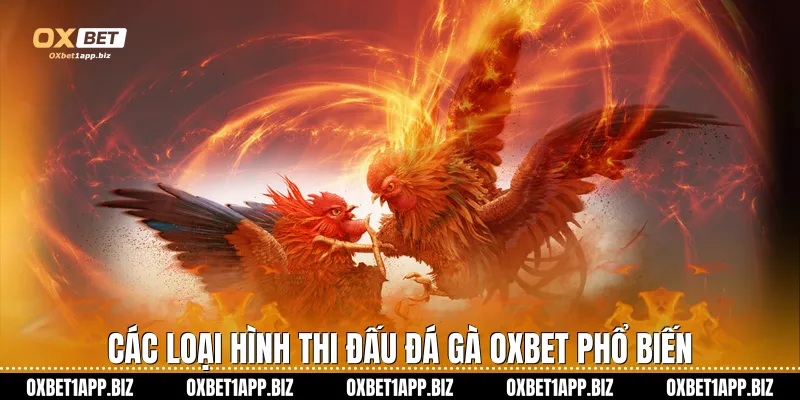 Các loại hình thi đấu đá gà Oxbet phổ biến