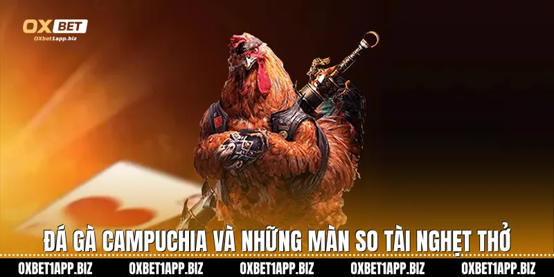 Đá gà Campuchia và những màn so tài nghẹt thở