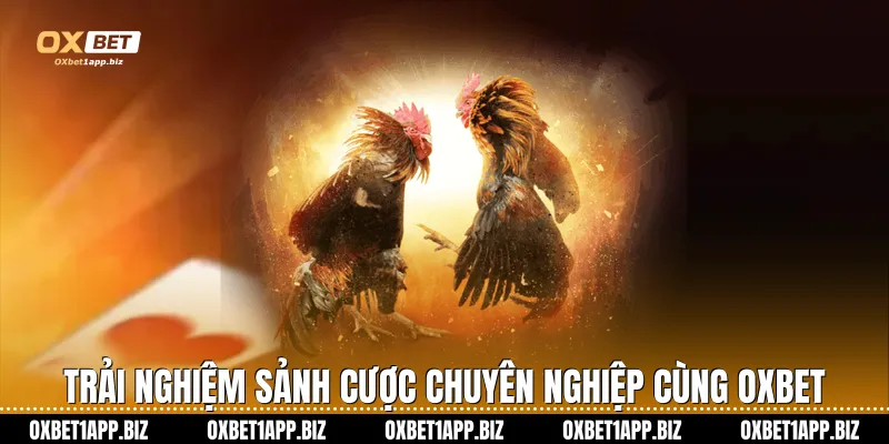 Trải nghiệm sảnh cược chuyên nghiệp cùng Oxbet